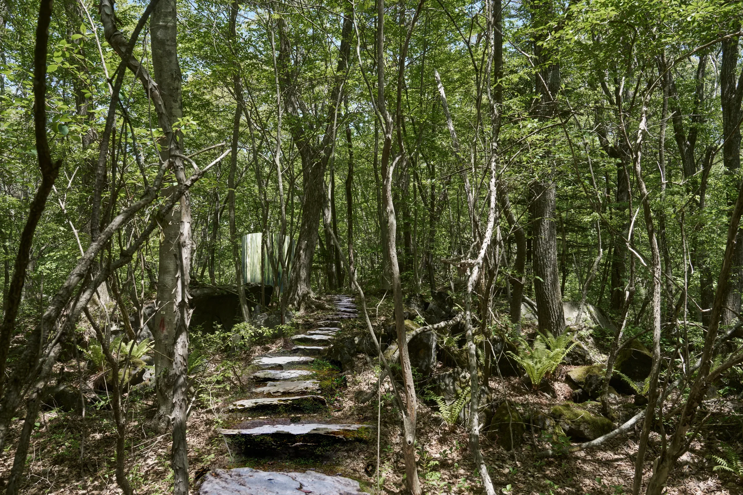 Stone path winding through dense woodland towards a discreet architectural element partially concealed among the trees